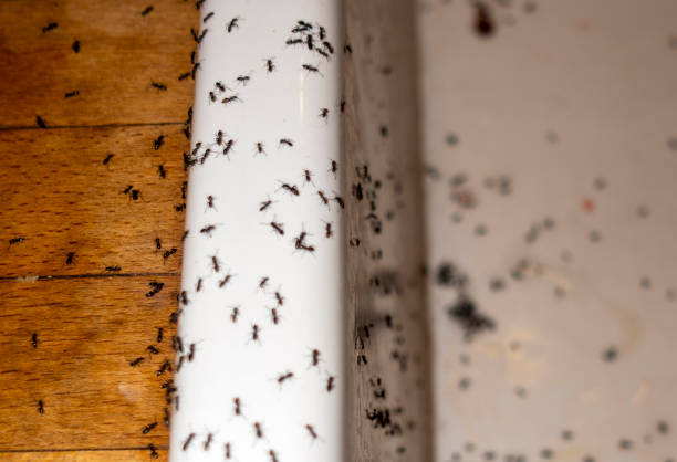 Best Termite Control Services  in Muldraugh, KY