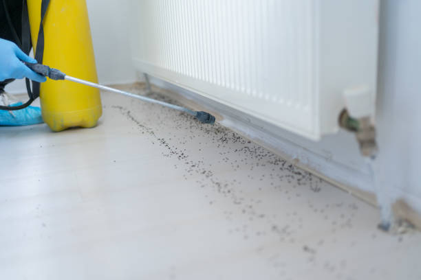 Best Affordable Pest Control Services  in Muldraugh, KY